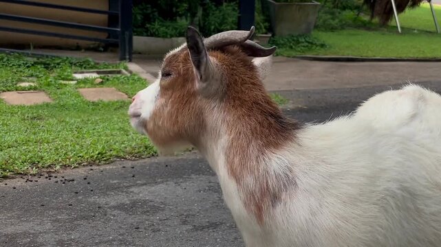 A pygmy goat approaches a person, allowing itself to be scratched between the horns. A close-up of a friendly interaction between a person and a pet against the backdrop of a green garden.