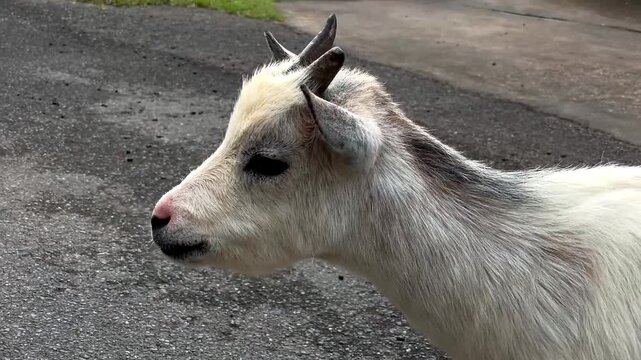 A close-up of a short-horned pygmy goat: the animal calmly looks around, reacts to its surroundings, and then walks away. Suitable for themes related to nature, farming, and agriculture.