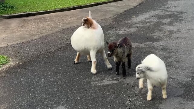 Three pygmy goats walk together along a wet asphalt path in a green park after the rain. A tropical nature scene featuring domestic animals in Thailand.