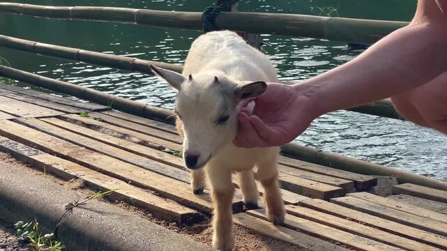 A person gently pets a small pygmy goat on a wooden deck by the lake. A scene showing a close interaction between a person and an animal, with a body of water in the background.