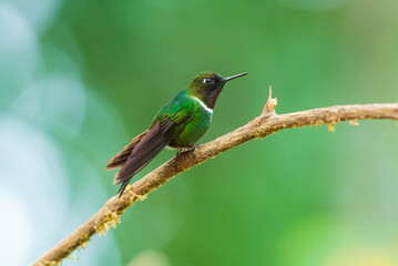 Fototapeta premium A male Gorgeted Sunangel hummingbird displaying its brilliant magenta-pink throat gorget, white chest band, and dark velvety plumage while perched on a lichen-covered branch in Ecuador.