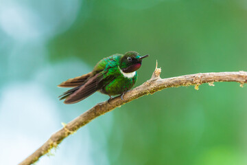 Obraz premium A male Gorgeted Sunangel hummingbird displaying its brilliant magenta-pink throat gorget, white chest band, and dark velvety plumage while perched on a lichen-covered branch in Ecuador.