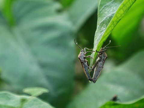 Two Leaf-footed bug (Coreidae) mating on the tip of a vibrant green leaf in a natural outdoor habitat, capturing a detailed macro moment of insect reproduction and wildlife behavior