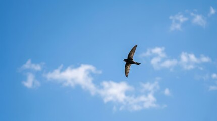 Obraz premium Seagull Flying in a Clear Blue Sky Above the Sea with White Clouds and Outstretched Wings Representing Freedom and Wild Nature