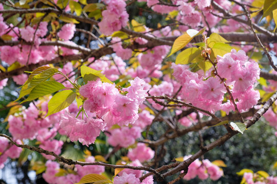 Beautiful pink cherry blossom in spring. Sirius. Krasnodar Krai. Russia