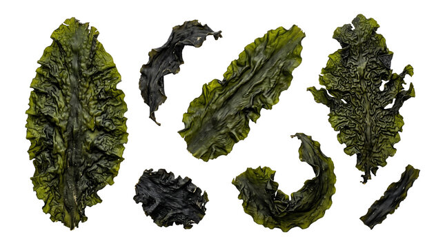 Dried Green Seaweed Kelp Leaves Collection Flat Lay for Japanese Culinary and Organic Food Branding
