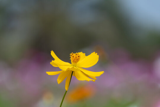 Close up of single yellow cosmos flower blooming with soft purple bokeh background in autumn