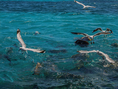 Gulls Attacking Feeding Fish On The Surface