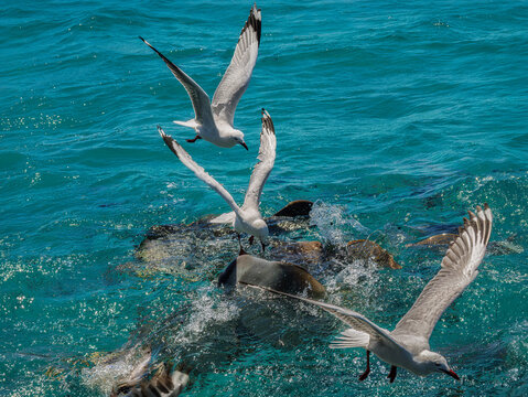 Gulls Attacking Feeding Frenzy Fish