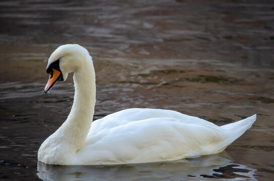 White swan in a natural setting, displaying elegance, light plumage, and a serene posture, highlighting the bird's beauty and the tranquility of the surrounding landscape.