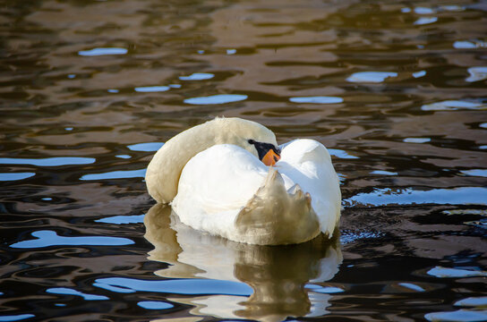 White swan in a natural setting, displaying elegance, light plumage, and a serene posture, highlighting the bird's beauty and the tranquility of the surrounding landscape.