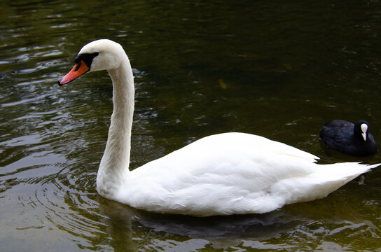 White swan in a natural setting, displaying elegance, light plumage, and a serene posture, highlighting the bird's beauty and the tranquility of the surrounding landscape.