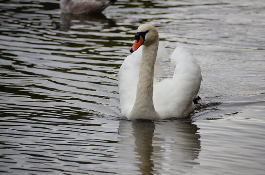 White swan in a natural setting, displaying elegance, light plumage, and a serene posture, highlighting the bird's beauty and the tranquility of the surrounding landscape.