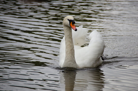 White swan in a natural setting, displaying elegance, light plumage, and a serene posture, highlighting the bird's beauty and the tranquility of the surrounding landscape.