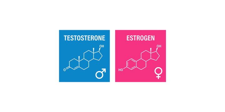 Testosterone and estrogen hormone molecule structure icons on blue and pink panels for biological education.