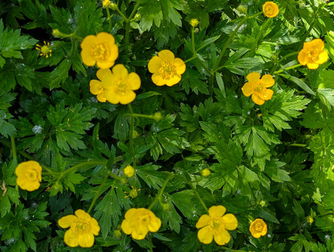 Vibrant Creeping Buttercups (Ranunculus repens) in Full Bloom