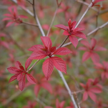 ドウダンツツジの紅葉 シームレスループ動画背景 1:1 4K
