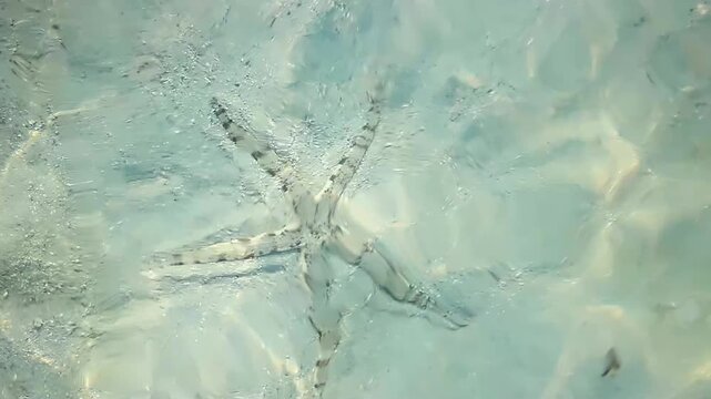 A striped starfish rests on the shallow, clear sandy seabed beneath rippling tropical ocean water.