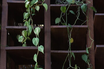  A close-up photo of a *Philodendron hederaceum* plant—featuring heart-shaped leaves with bright yellow and green variegation—placed on a dark wooden staircase. © Jupri