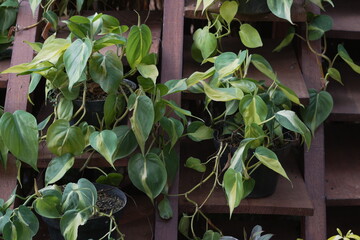  A close-up photo of a *Philodendron hederaceum* plant—featuring heart-shaped leaves with bright yellow and green variegation—placed on a dark wooden staircase. © Jupri
