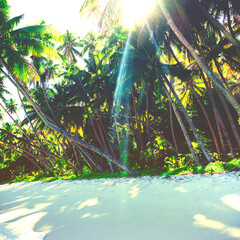 Sunlit tropical beach with leaning palm trees and lush greenery. © Rawpixel.com