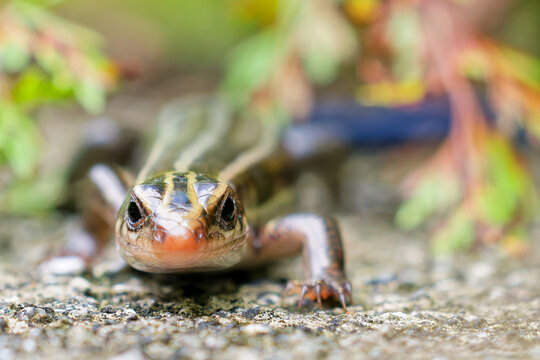 こちらに寄って来るニホントカゲ(Japanese skink)の幼体