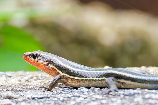 ニホントカゲ(Japanese skink)幼体の側面、クローズアップ