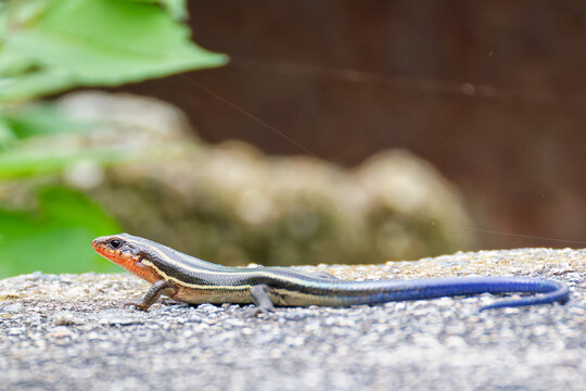 鮮やかな青色の尻尾を持つニホントカゲ(Japanese skink)の幼体