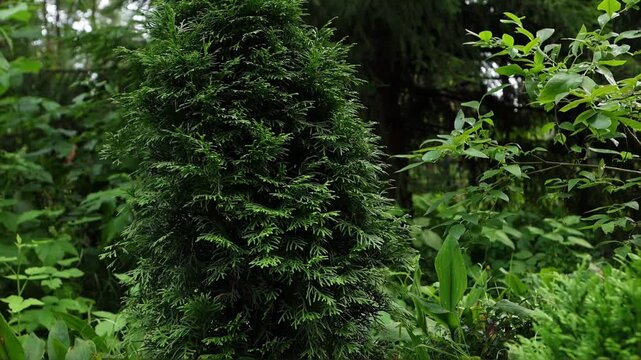 Evergreen conifer shrub growing in a lush green garden, surrounded by fresh foliage, stones and soft natural light. Thuja bush. Peaceful botanical background for nature and landscaping themes.