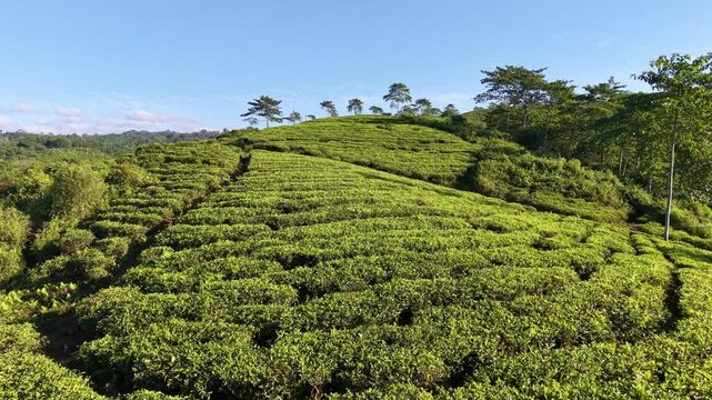 Rows of tea plants stretch across rolling hills. Bright green leaves glow under clear blue skies