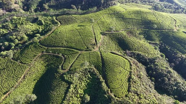 Sunlit aerial view of terraced tea plantation on lush Kertowono hills, Indonesia