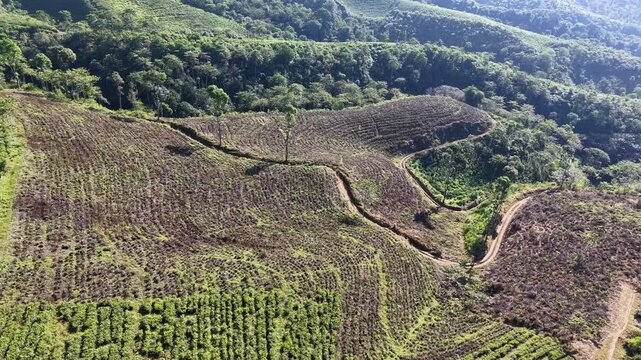 Sunlit aerial view of terraced tea fields and winding dirt tracks on hilly plantation