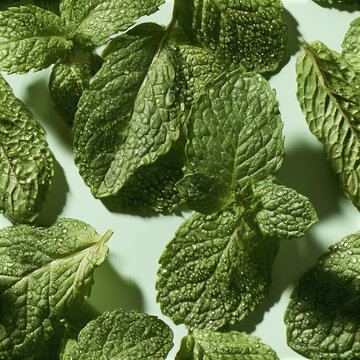 Fresh green mint leaves covered with tiny water droplets create refreshing and natural pattern full of vibrant texture