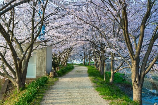 対馬　鶏知の桜並木