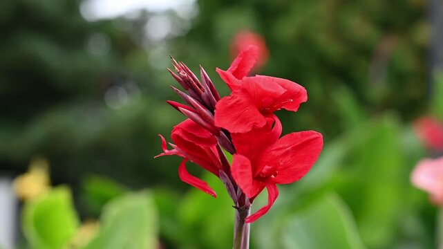 Close up of a vibrant red Canna Indica flower with unopened buds swaying in wind in summer garden with copy space.