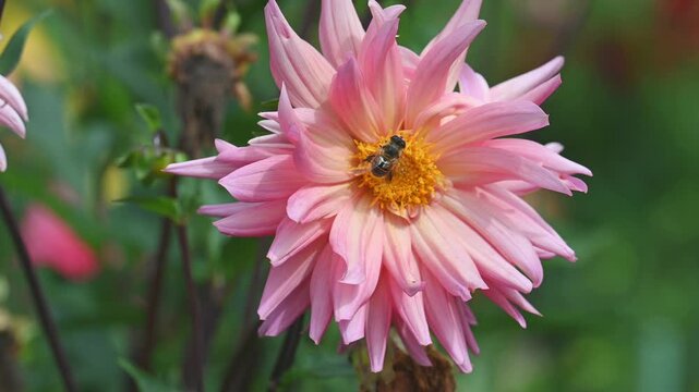 Close up of a honey bee pollinating a pink Dahlia Preference flower moving in wind in summer garden with copy space.