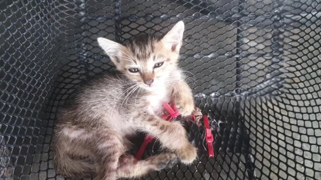 A clever, curious, fluffy kitten with a light yellow tabby pattern and bright eyes lies in a wire basket outdoors.