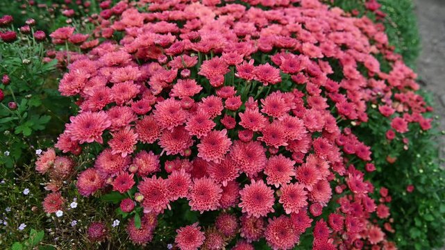 Panning shot of a dense texture of pink Chrysanthemum morifolium bush flowers swaying in wind with copy space in summer garden.