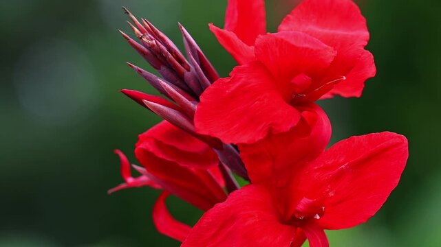 Macro shot of a vibrant red Canna Indica flower with unopened buds swaying in wind in summer garden with copy space.
