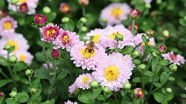Close up of a hoverfly insect pollinating pink Chrysanthemum flowers with yellow core swaying in wind in summer garden copy space.