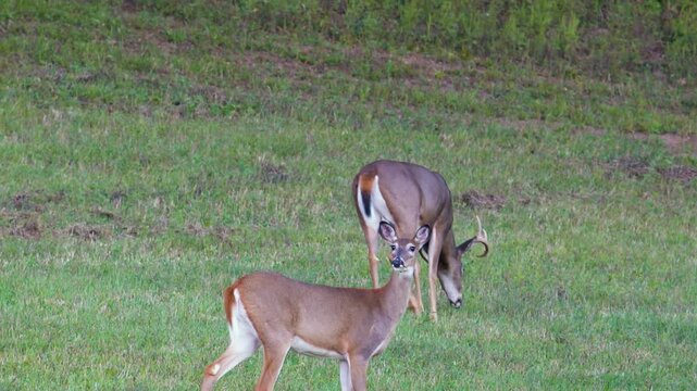 Whitetail buck grazes behind doe in hayfield during late summer
