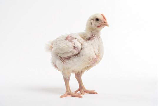 Frango de corte jovem em fundo branco de est&uacute;dio