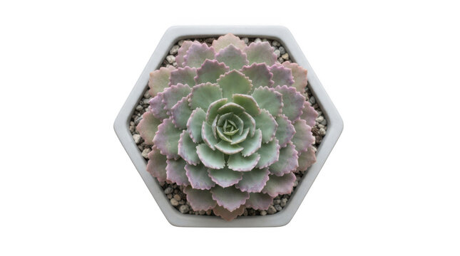 Top view of a beautiful echeveria succulent plant with ruffled, pastel pink and green leaves, growing in a modern hexagonal white ceramic pot, isolated on transparent background