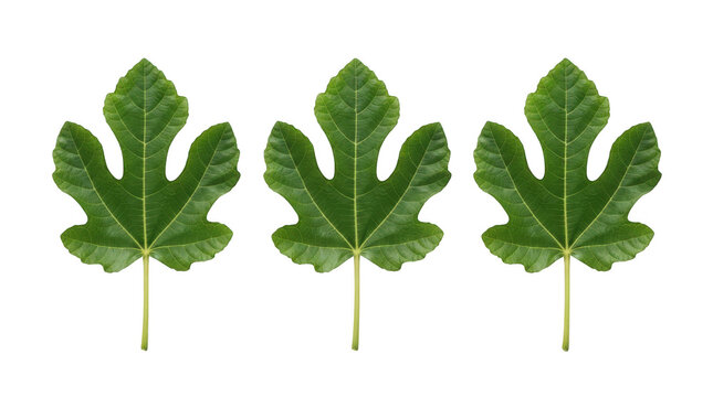 Three identical green fig leaves arranged in a row, featuring distinct lobed shapes and detailed veins, isolated on transparent background