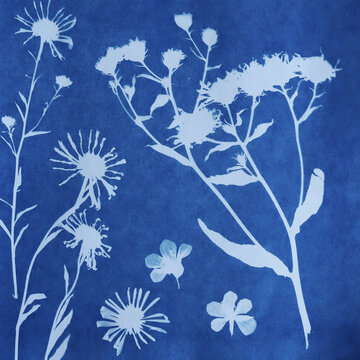 cyanotype, cyanotype plant print, sun-kissed print, blue print, flower print, flower silhouette