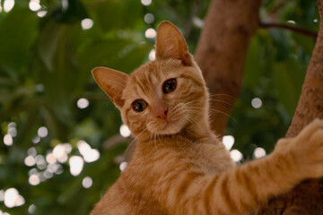orange cat on tree © janaina
