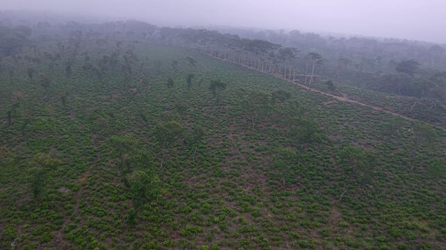 Misty aerial view of Wonosari tea plantation on hillside showcasing rows of green bushes and forested boundaries