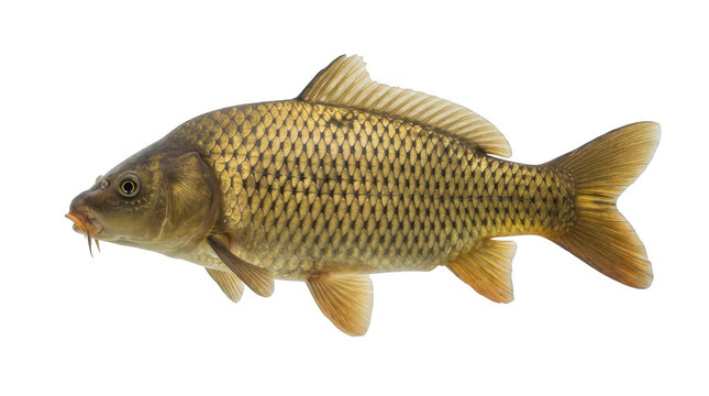Common carp fish isolated on transparent background