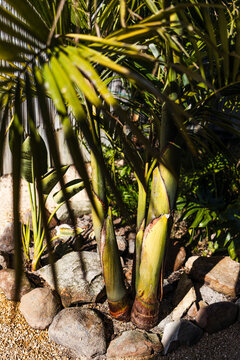 close up of majestic palm tree with focus on the trunk and with lush tropical foliage