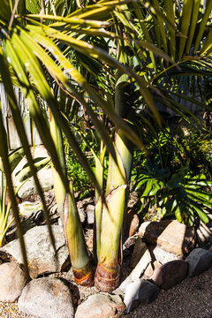 close up of majestic palm tree with focus on the trunk and with lush tropical foliage